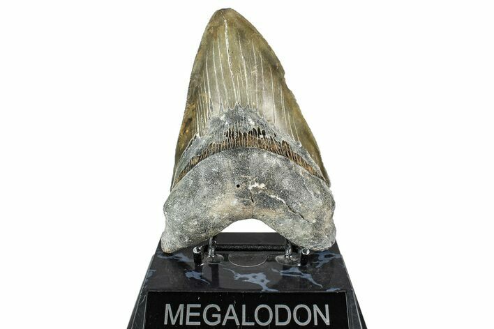 Serrated, Fossil Megalodon Tooth - North Carolina #348253